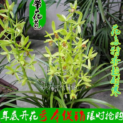 精选特香连体兰 兰花苗 蕙兰春兰 君子兰 兰草 室内绿植 花卉盆景