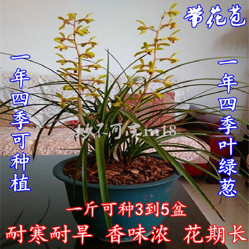 兰花苗带花苞浓香型植物盆栽春兰室内四季好养九头绿植名贵兰草