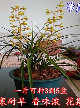 兰花苗带花苞浓香型植物盆栽春兰室内四季好养九头绿植名贵兰草