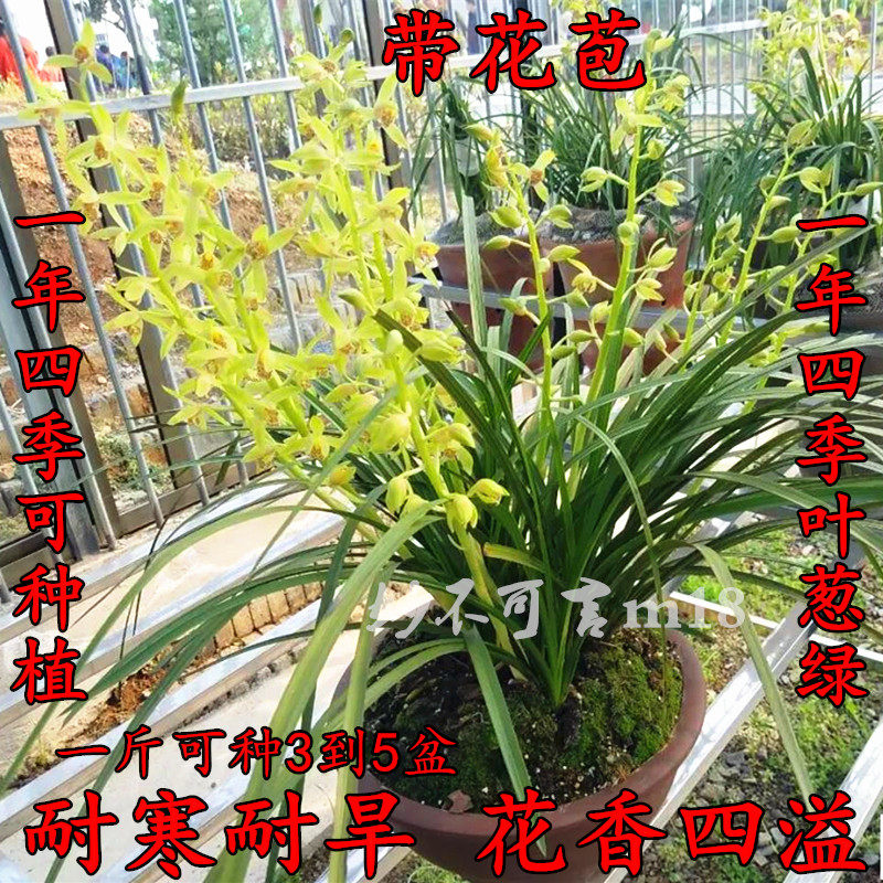 春兰 蕙兰 兰花苗 兰草花 带花苞连体苗 浓香植物盆景盆栽按斤卖