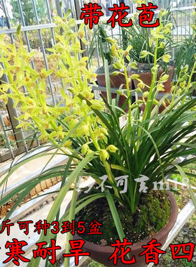 春兰 蕙兰 兰花苗 兰草花 带花苞连体苗 浓香植物盆景盆栽按斤卖