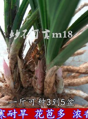 带花苞兰花苗兰草熟草浓香惠兰连体春兰花卉苗 四季绿植物小盆栽