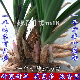 带花苞兰花苗兰草熟草浓香惠兰连体春兰花卉苗 四季绿植物小盆栽