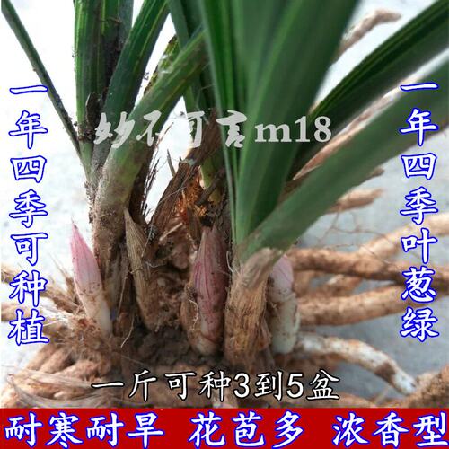 带花苞兰花苗兰草熟草浓香惠兰连体春兰花卉苗 四季绿植物小盆栽