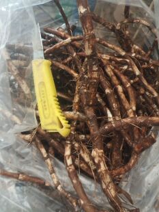 三白草根塘边藕天性草根 地藕 新鲜现挖速发农村中药材广西山草药