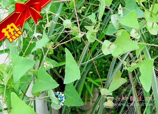 新鲜杠板归草药 河白草 刺犁头 老去 痱子 身痒 现摘500g包邮