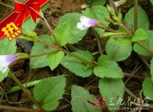 现采新鲜中草药母草四方拳草蛇通管气痛草四方草中药材花草茶