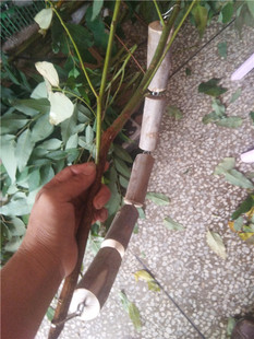 垂直飞梯桉树枝蜜袋鼯龙猫兔子豚鼠松鼠仓鼠熊玩具用品吊床秋千