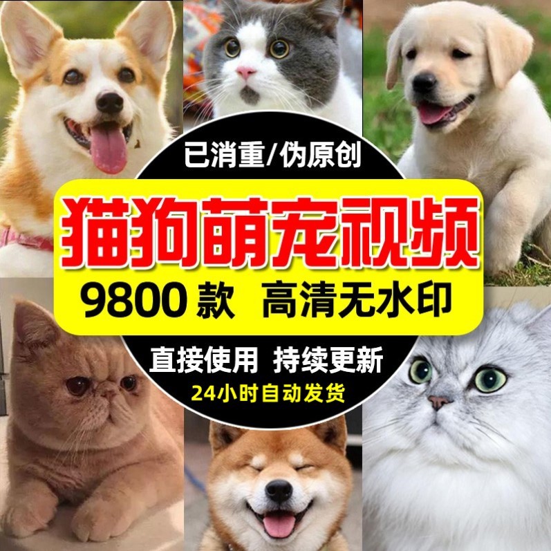 高清猫猫狗狗萌宠短视频素材可爱呆萌搞笑猫狗宠物抖音快手自媒体