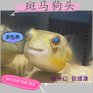 斑马狗头鱼苗河豚气鼓鱼凶猛淡水热带鱼活体包牙口潜水艇 包活 包邮