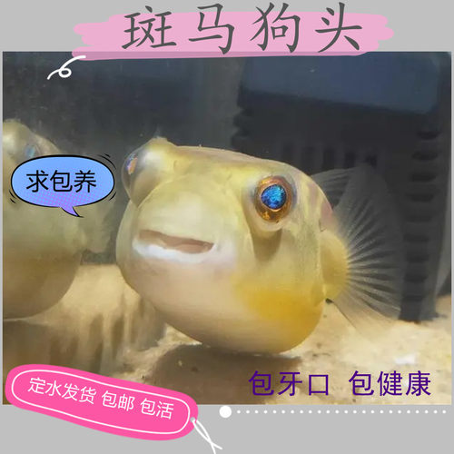 狗头鱼气鼓鱼河豚凶猛斑马狗头