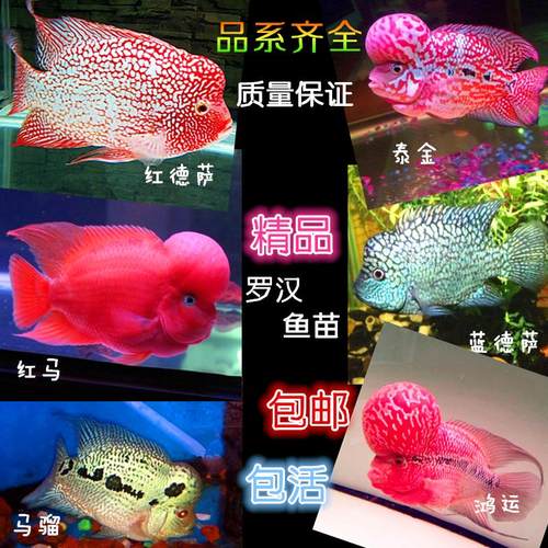 马骝火凤鸿运起头率高罗汉鱼苗