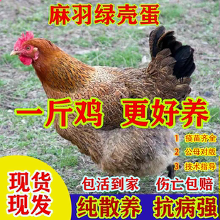 一斤麻羽鸡活苗正宗青脚麻羽绿壳蛋鸡小鸡活苗脱温鸡农家散养土鸡