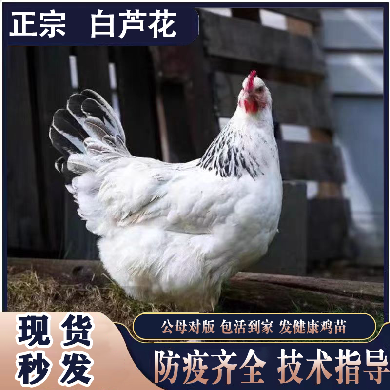 芦花鸡正宗小鸡活苗小鸡仔苗批发