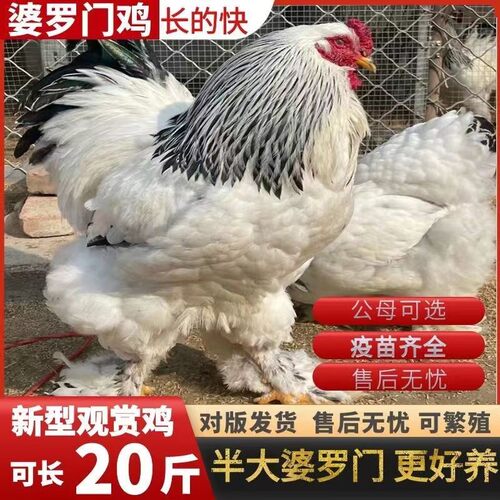 正宗婆罗门鸡活苗纯种巨型梵天鸡小鸡活苗半大脱温鸡观赏鸡宠物鸡