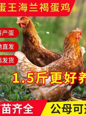 正宗海兰褐鸡活苗海兰褐红毛蛋鸡
