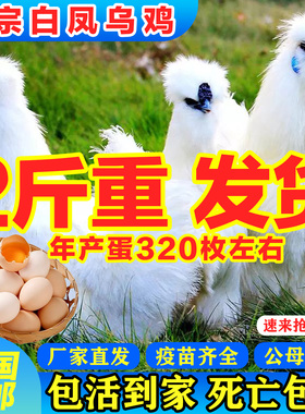 2斤正宗白凤乌鸡活苗纯种泰和乌骨鸡白羽鸡脱温鸡散养土鸡小鸡苗