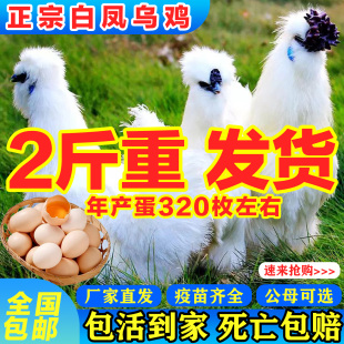 2斤正宗白凤乌鸡活苗纯种泰和乌鸡农家散养土鸡散养脱温小鸡活苗