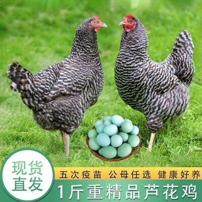 1斤高产蛋鸡母鸡芦花小鸡苗批发