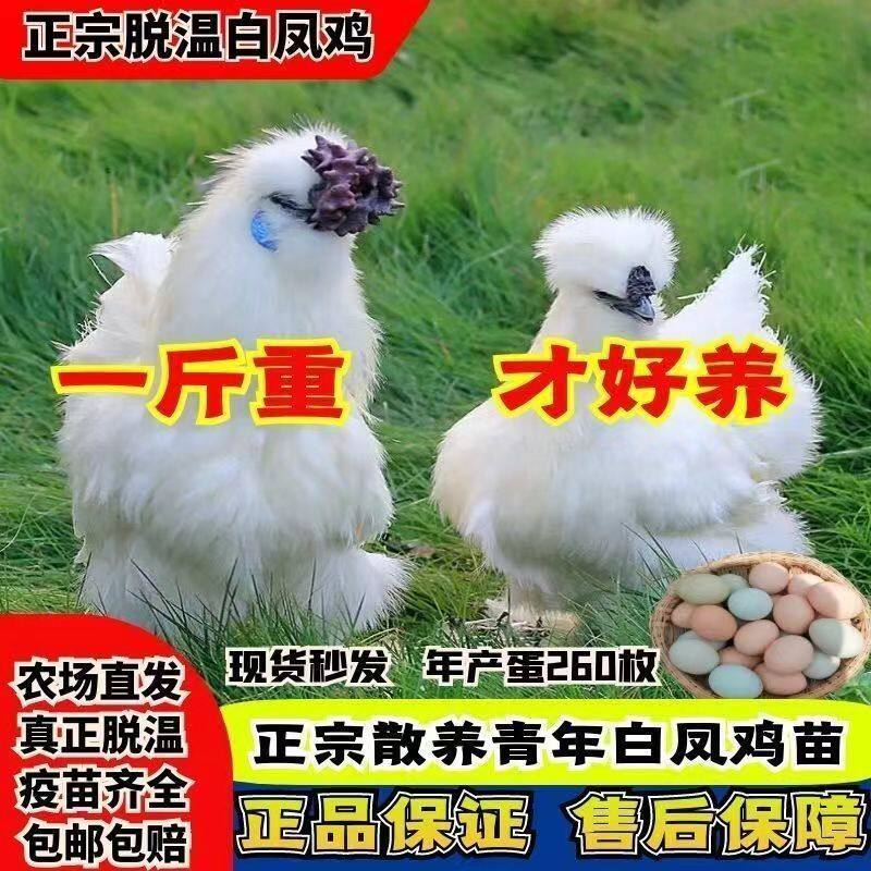 纯种白凤乌骨鸡活苗1斤一斤批发