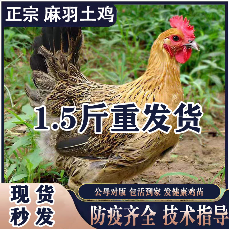 正宗土鸡小鸡活苗青脚麻羽土鸡