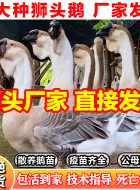 狮头鹅正宗汕头特大种狮头鹅一斤纯种潮汕灰狮子鹅脱温小鹅活苗