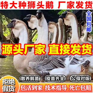 狮头鹅正宗汕头特大种狮头鹅一斤纯种潮汕灰狮子鹅脱温小鹅活苗