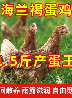 海兰褐母鸡苗活体小鸡苗鸡仔批发