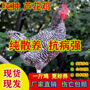一斤纯种芦花鸡活苗土鸡小鸡苗散养鸡脱温鸡苗纯种白芦花小鸡活苗