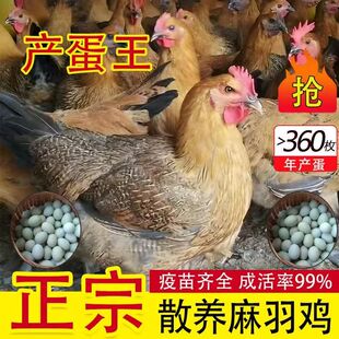 一斤正宗麻羽土鸡活苗纯种青脚麻羽绿壳蛋鸡小鸡活苗脱温散养土鸡