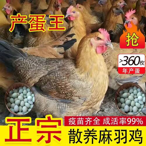 1斤纯种麻羽土鸡活苗小鸡仔批发