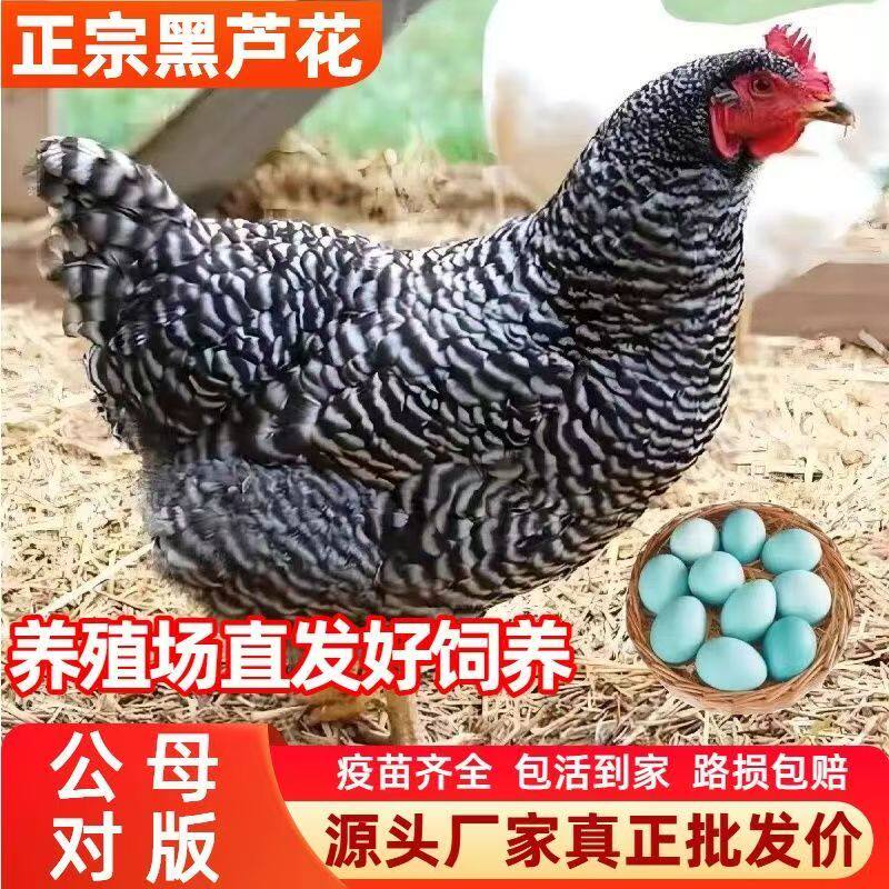 1斤芦花鸡小鸡活苗小鸡仔苗批发