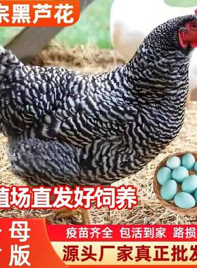 1斤芦花鸡小鸡活苗小鸡仔苗批发