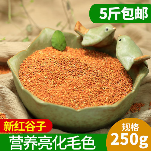 5斤包邮优质带壳250g亮红谷子