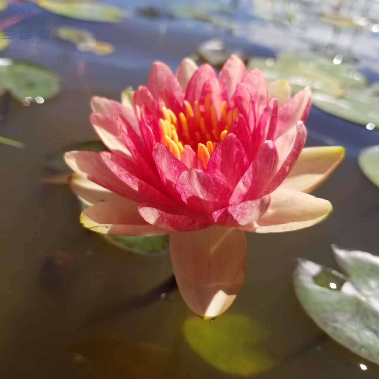 耐寒睡莲 史蒂文 中型品种 水生植物