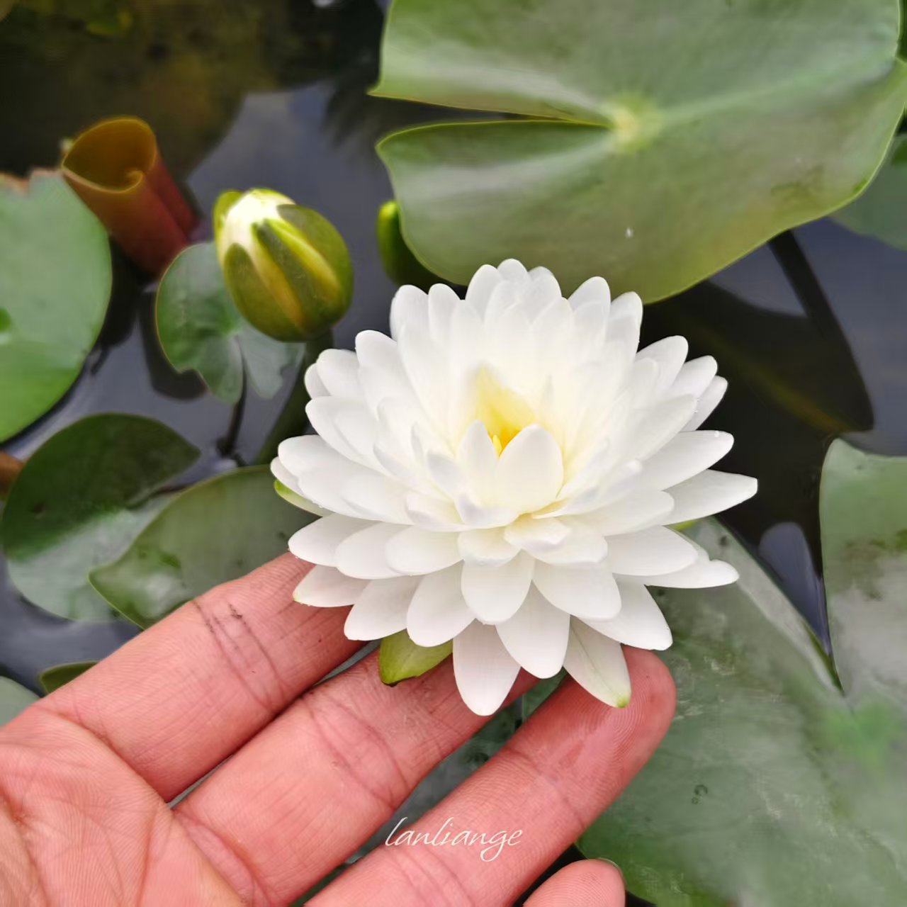 耐寒睡莲玛丽Mali水养