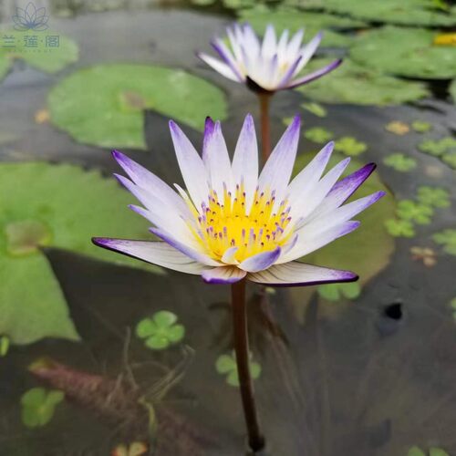 鱼缸水生花卉迷你睡莲黑美人