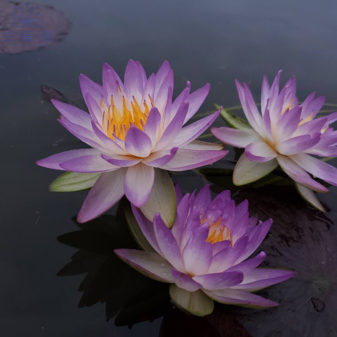 耐寒睡莲暹罗紫一  跨亚属 花有香 大型品种