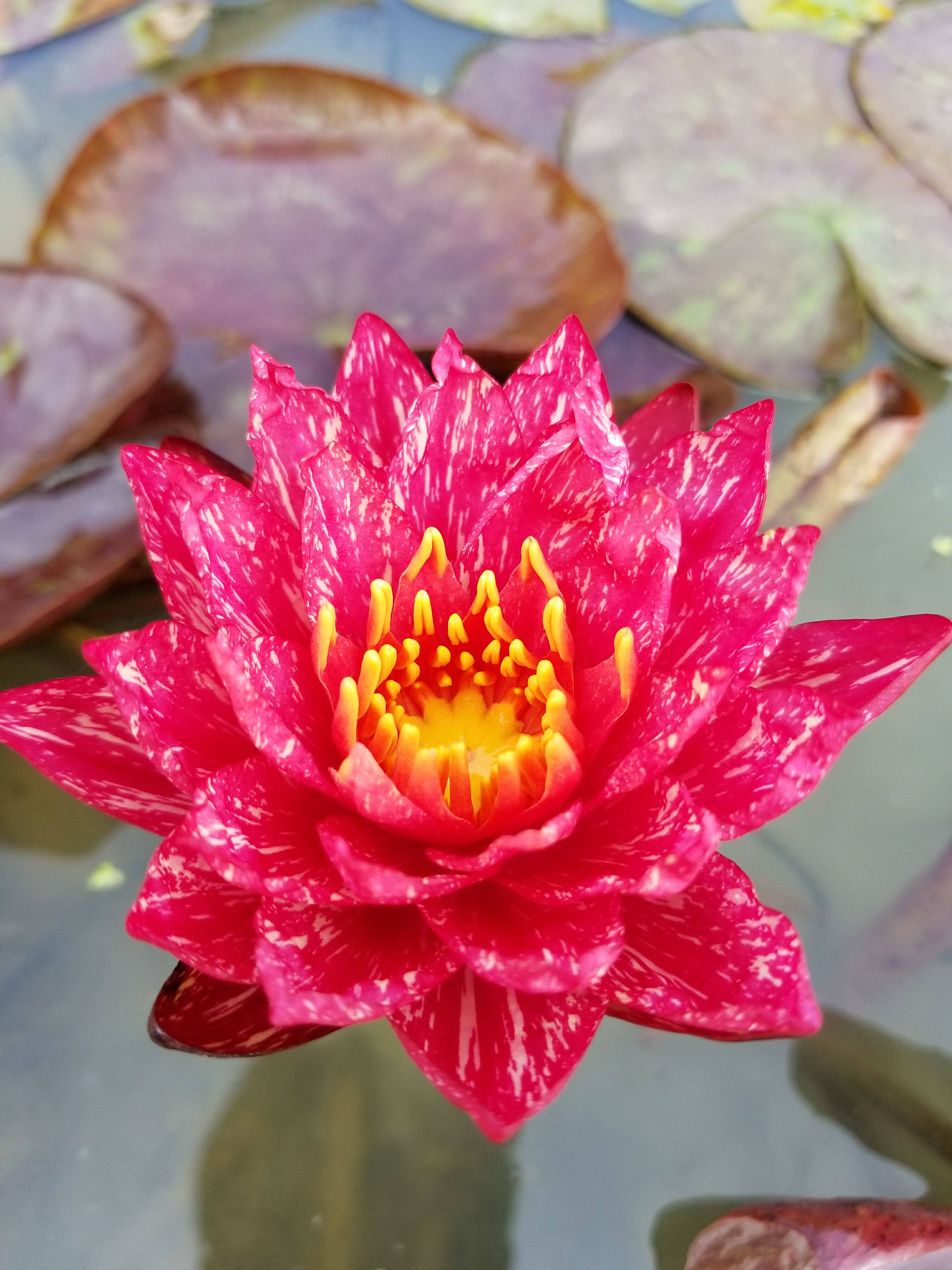 睡莲万维莎  带花发货耐寒睡莲  水生植物包邮 大型品种