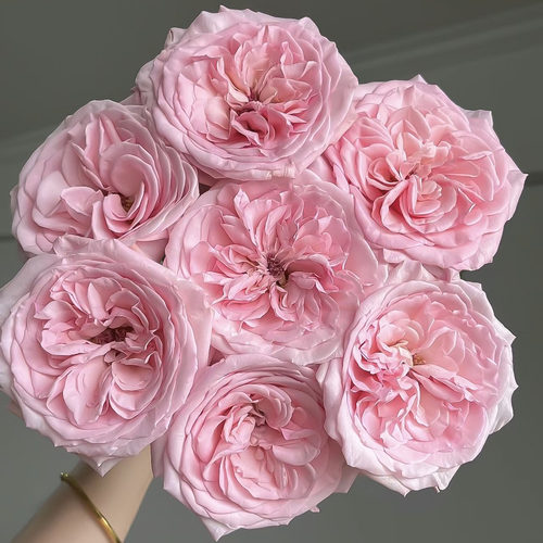 【花匠铺】粉荔枝玫瑰20枝【1单包邮】鲜花