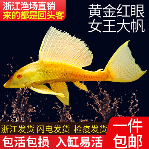 黄金红眼女王异型鱼清道夫小型