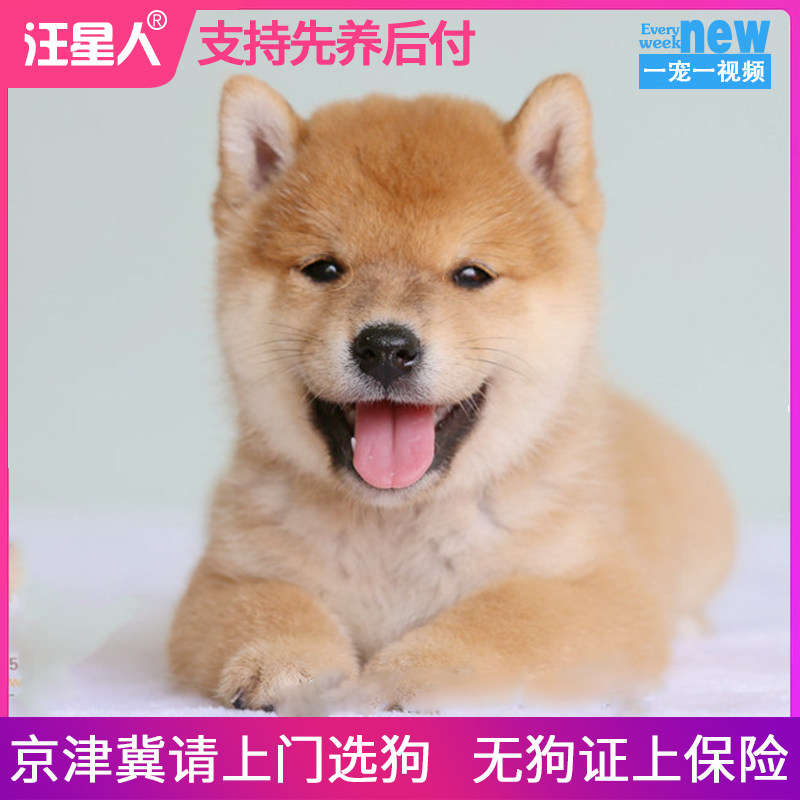 柴犬幼犬纯种双血统赛级赤色黑色家养活体宠物狗狗不掉毛北京犬舍