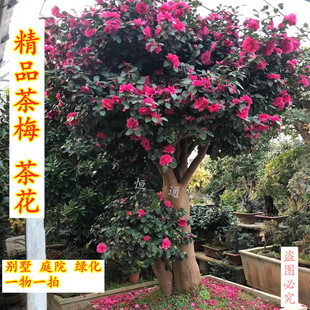精品茶花茶梅树苗老桩地栽盆栽别墅庭院景观绿化四季常青当年开花