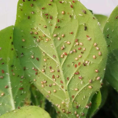 活蚜虫蚜虫活体腻蜜虫玉米蚜菜蚜活物孵化瓢虫食物昆害虫科研昆虫