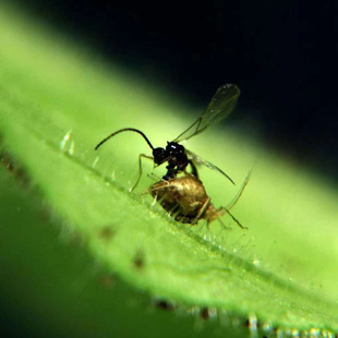 蚜茧蜂蚜虫寄生性天敌昆虫科学研究昆虫小课堂大用处科研昆虫