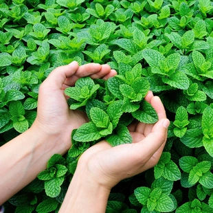 可食用薄荷子种庭院阳台盆栽四季 易种活香草蔬菜种籽清香型炒菜用