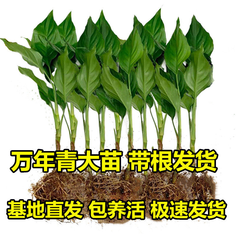 万年青植物树苗 万年青植物树苗多少钱 打折 包邮 十块购