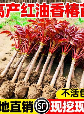 正宗红油香椿苗地栽矮化红椿树苗北方种植盆栽香椿芽果树苗