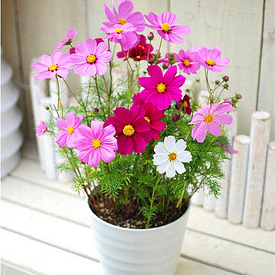 格桑花波斯菊锦染波斯菊格桑花