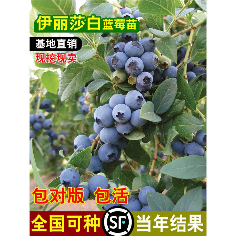 伊丽莎白蓝莓果树苗庭院地栽阳台盆栽南北方种植树苗带土当年结果